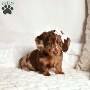 Koko, Dachshund Puppy