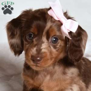 Koko, Dachshund Puppy