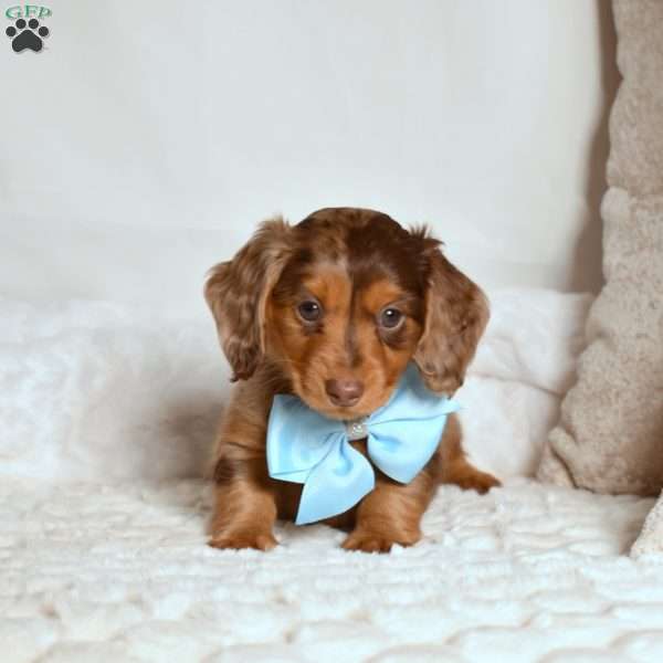 Kolby, Dachshund Puppy