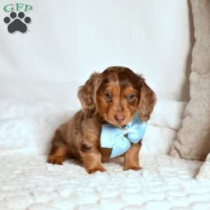 Kolby, Dachshund Puppy