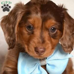 Kolby, Dachshund Puppy