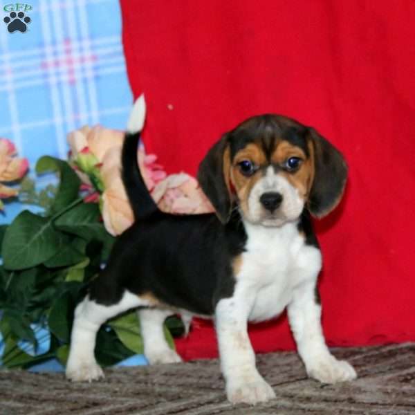 Kolby, Beagle Puppy