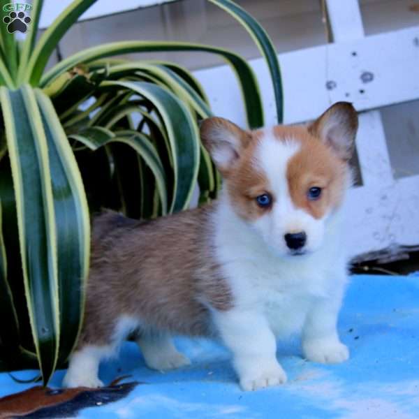 Kolby, Pembroke Welsh Corgi Puppy