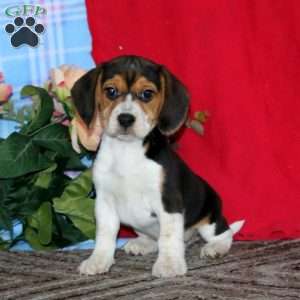 Kolby, Beagle Puppy