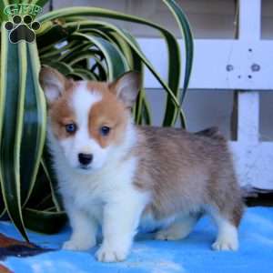 Kolby, Pembroke Welsh Corgi Puppy
