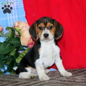 Kolby, Beagle Puppy