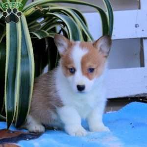 Kolby, Pembroke Welsh Corgi Puppy