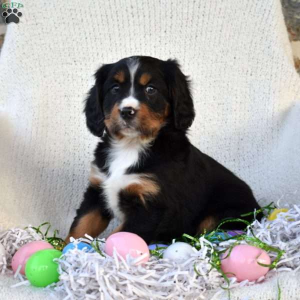 Kole, Miniature Bernese Mountain Dog Puppy