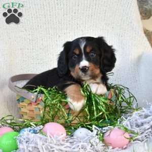 Kole, Miniature Bernese Mountain Dog Puppy