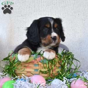 Kole, Miniature Bernese Mountain Dog Puppy