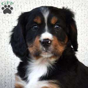 Kole, Miniature Bernese Mountain Dog Puppy