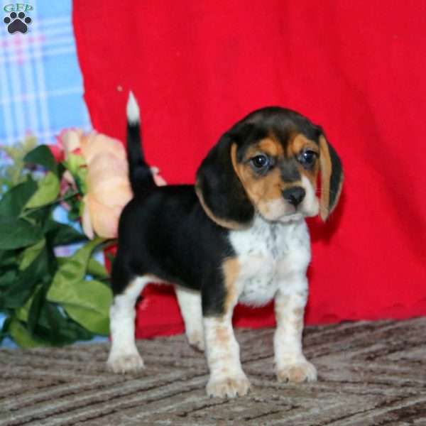 Kookie, Beagle Puppy