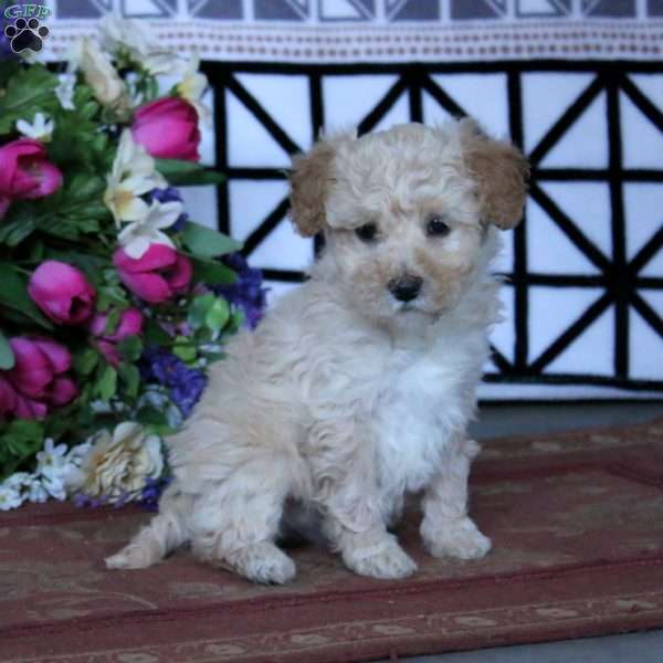 Kookie, Miniature Poodle Puppy