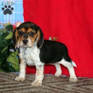 Kookie, Beagle Puppy