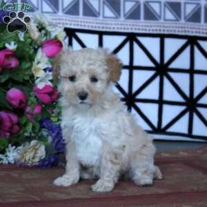 Kookie, Miniature Poodle Puppy