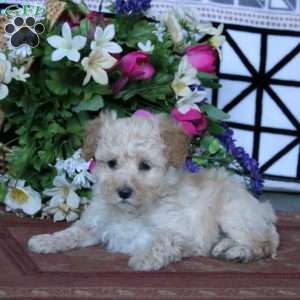 Kookie, Miniature Poodle Puppy
