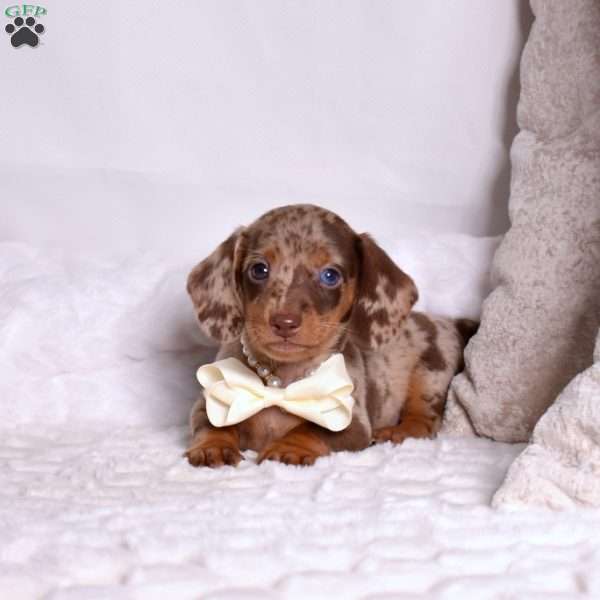 Kooper, Dachshund Puppy