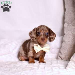 Kooper, Dachshund Puppy