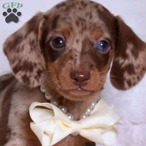 Kooper, Dachshund Puppy