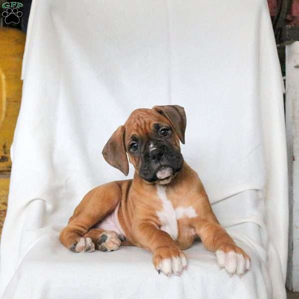 Koree, Boxer Puppy
