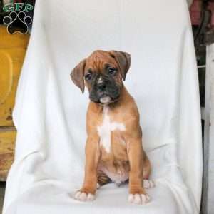 Koree, Boxer Puppy