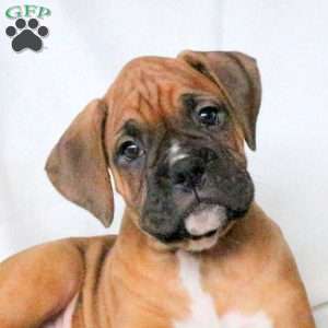 Koree, Boxer Puppy