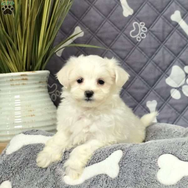 Korey, Maltichon Puppy