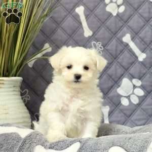 Korey, Maltichon Puppy