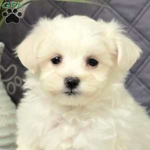 Korey, Maltichon Puppy