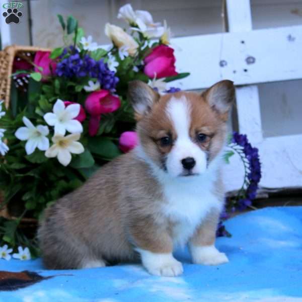 Krissy, Pembroke Welsh Corgi Puppy
