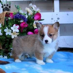 Krissy, Pembroke Welsh Corgi Puppy
