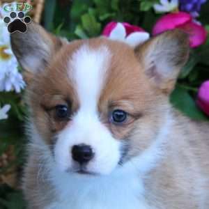 Krissy, Pembroke Welsh Corgi Puppy