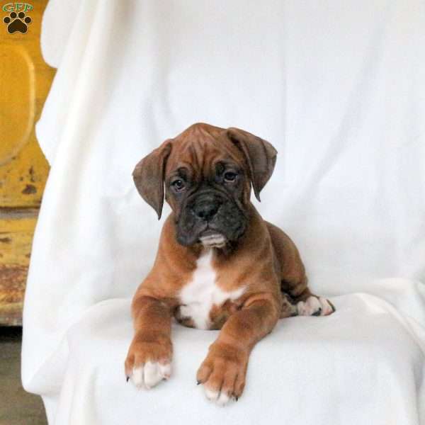 Kurt, Boxer Puppy