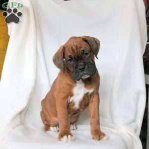 Kurt, Boxer Puppy