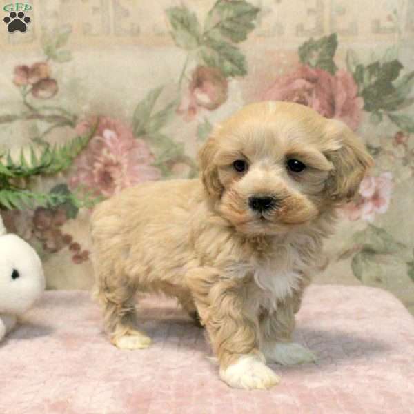 Kyle, Maltipoo Puppy