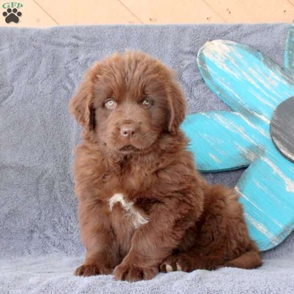 Kyle, Newfoundland Puppy