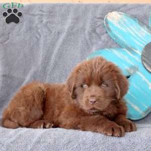 Kyle, Newfoundland Puppy