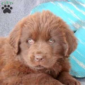 Kyle, Newfoundland Puppy