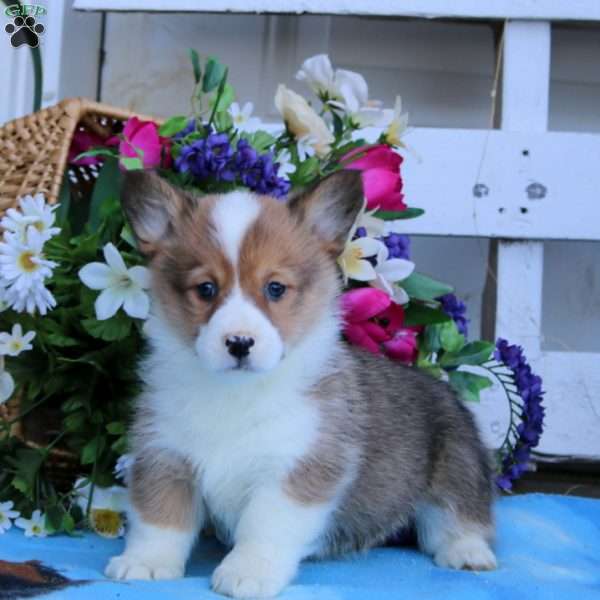 Kyle, Pembroke Welsh Corgi Puppy