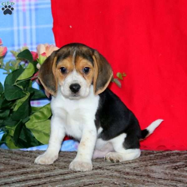 Kyle, Beagle Puppy