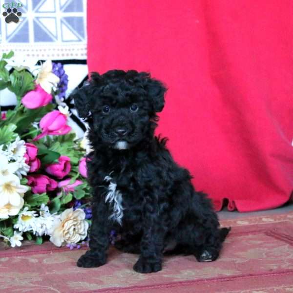 Kyle, Miniature Poodle Puppy