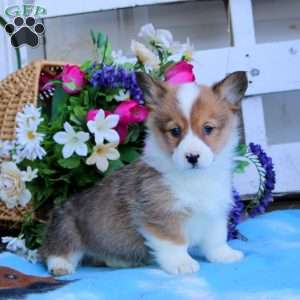 Kyle, Pembroke Welsh Corgi Puppy