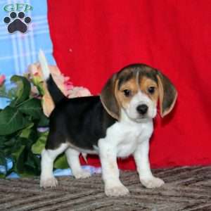 Kyle, Beagle Puppy