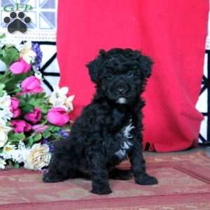Kyle, Miniature Poodle Puppy