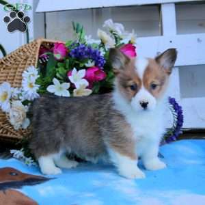 Kyle, Pembroke Welsh Corgi Puppy