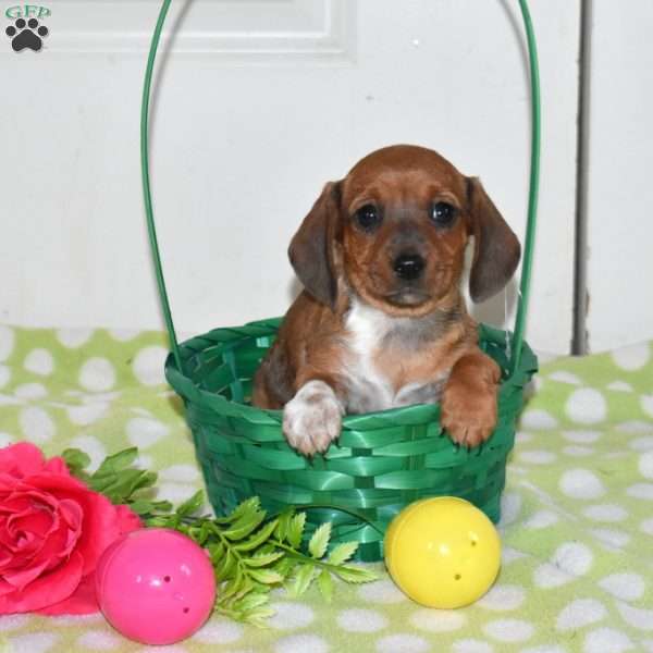 Lacey, Dachshund Puppy