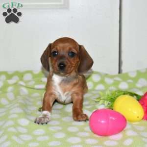 Lacey, Dachshund Puppy