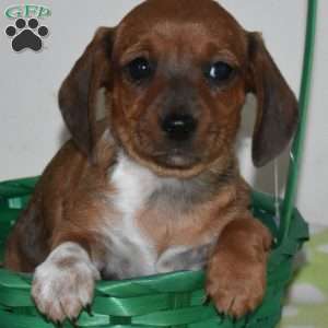 Lacey, Dachshund Puppy