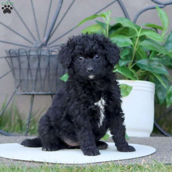 Lacy, Mini Bernedoodle Puppy
