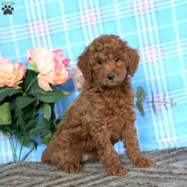 Lacy-Moyen, Miniature Poodle Puppy
